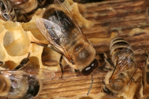 Drohn der Honigbiene